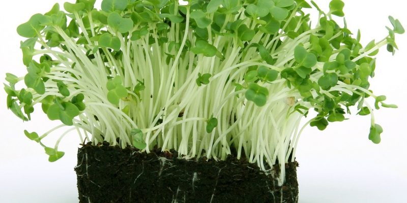 Gibt es Kressesamen bei dm zu kaufen?