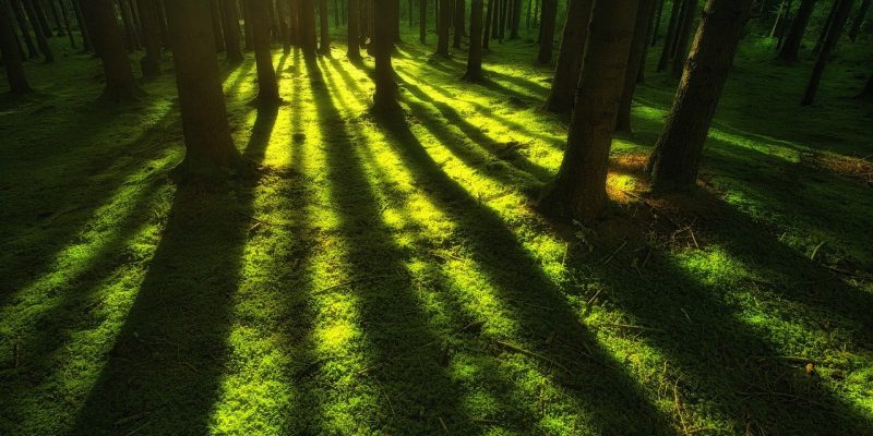 Gibt es Moossalbe bei Rossmann?