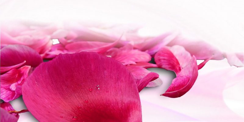 Gibt es Rosenblätter bei dm zu kaufen?