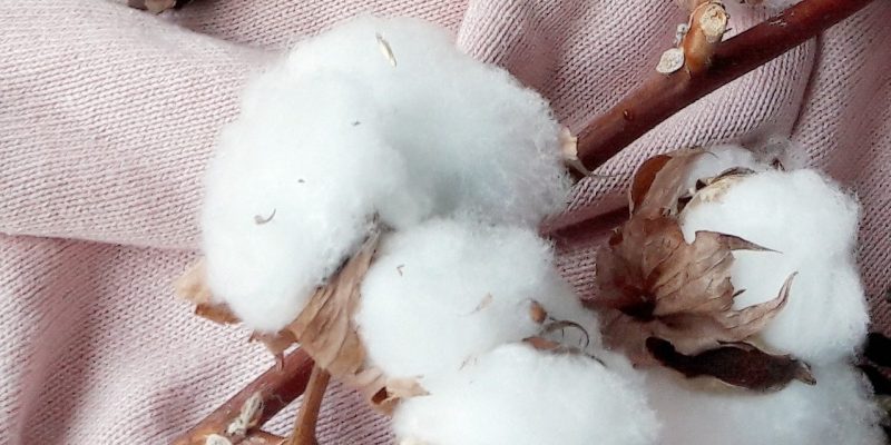 Gibt es Füllwatte bei dm zu kaufen?