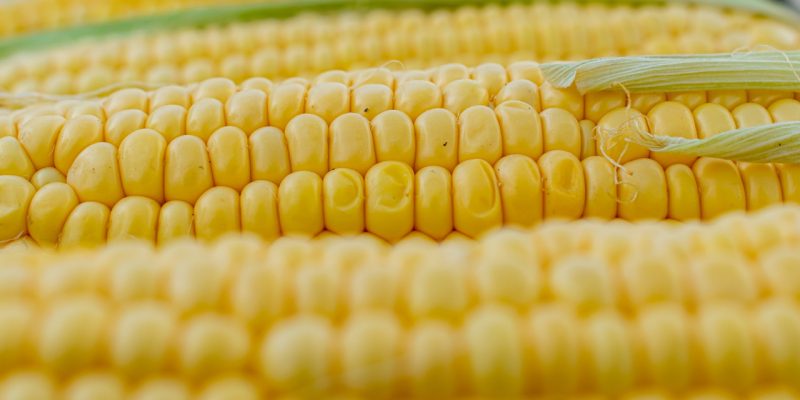 Gibt es Maissirup bei dm zu kaufen?